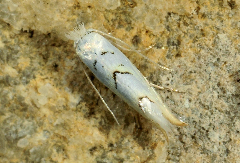 Gracillariidae: Phyllonorycter abrasella